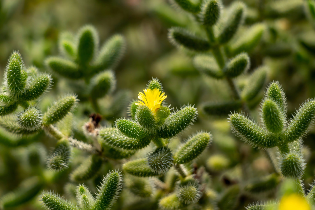 Small, yellow flowers of the pickle plant. 