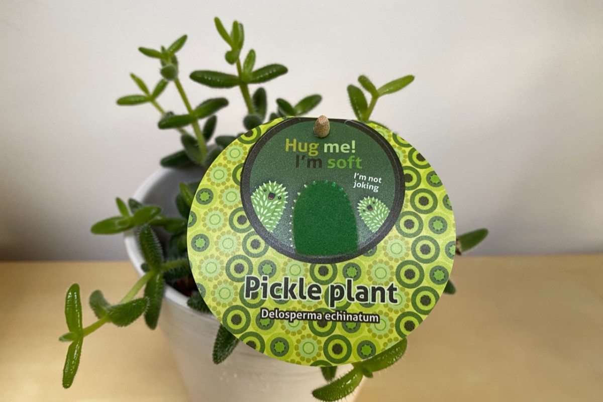Pickle plant tag from store. 