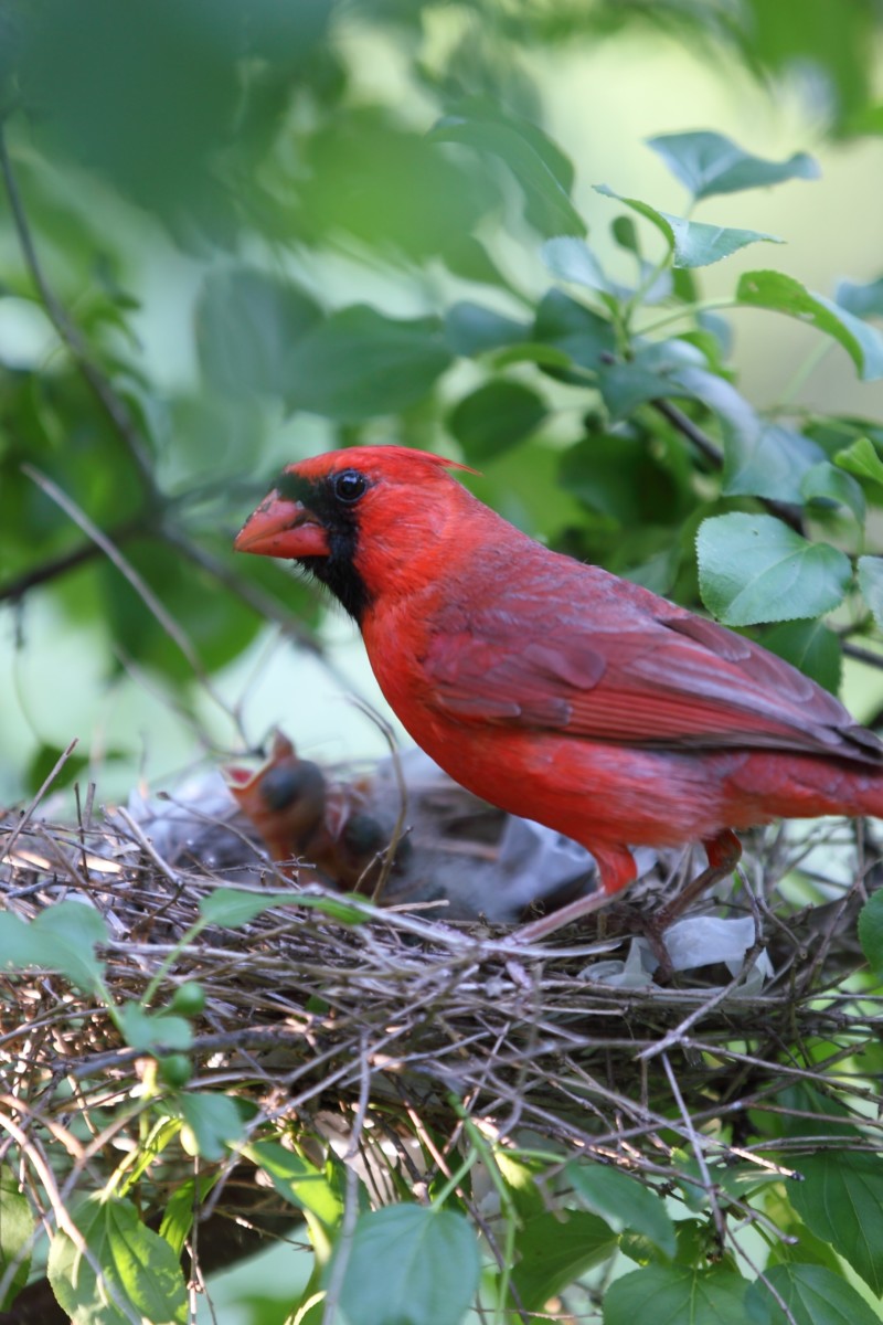 A male cardinal tending a nest of chicks. 
