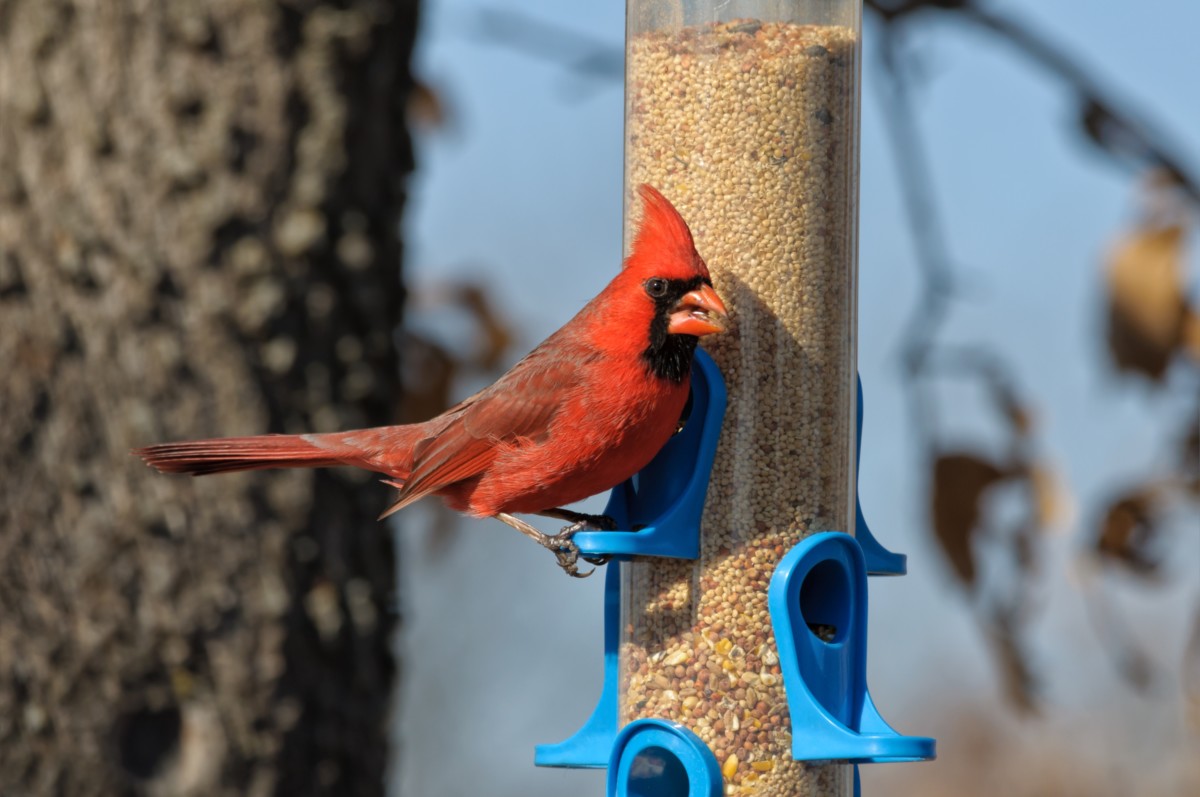 Male cardinal clinging to a tube-style bird feeder.