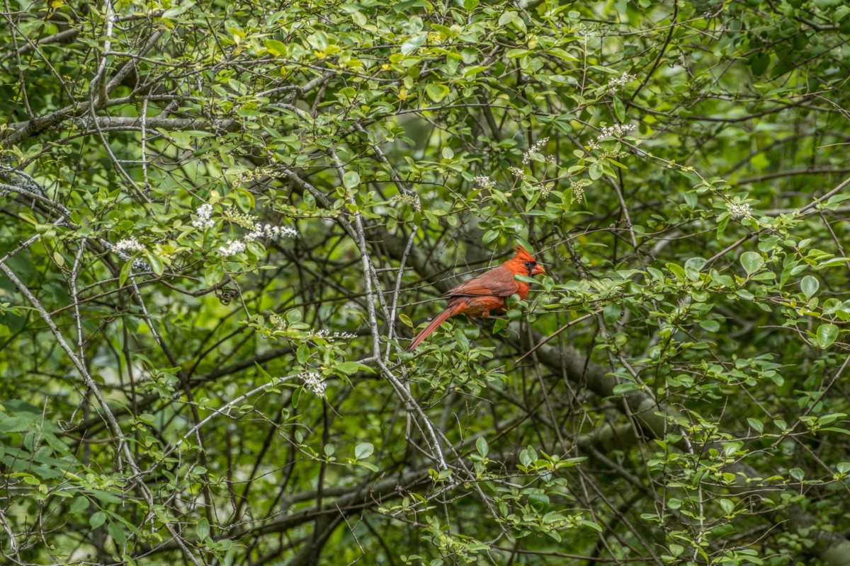 A bright red cardinal in a green shrubbery.