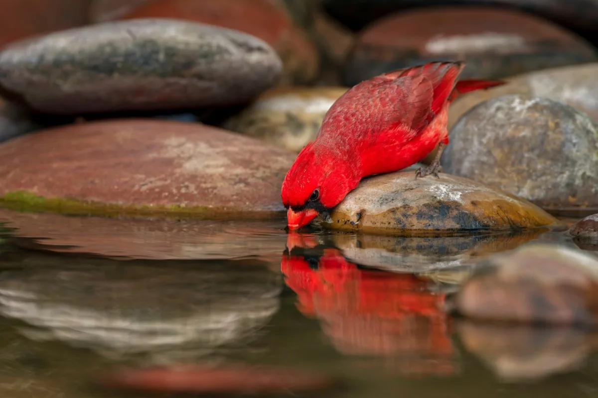 A cardinal drinking from a stream. 