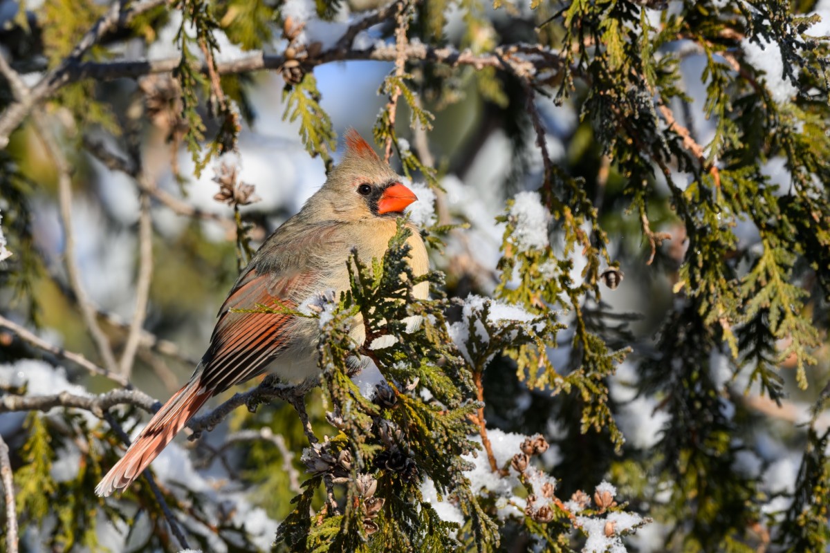 A female cardinal sitting in a cedar tree covered with snow.