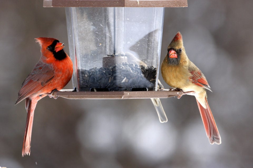 The 1 Secret to Attracting Cardinals to Your Yard + 5 Tips to Implement