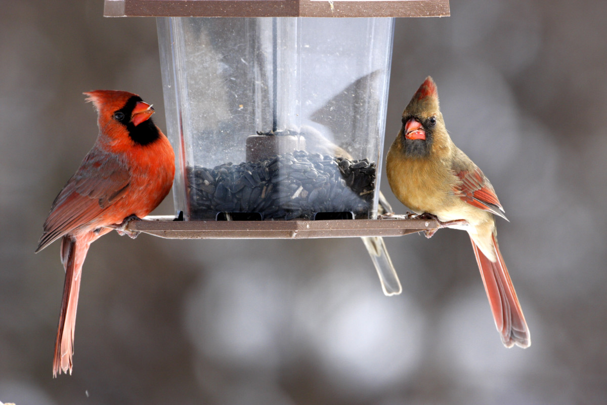 A male and female cardinal sitting on a bird feeder eating black-oil sunflower seed.