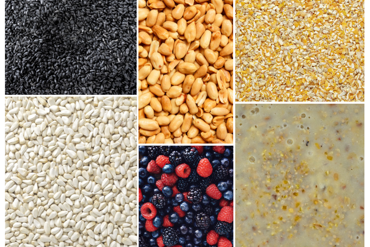 Photo collage of black-oil sunflower seeds, safflower seeds, peanuts, berries, suet and cracked corn.