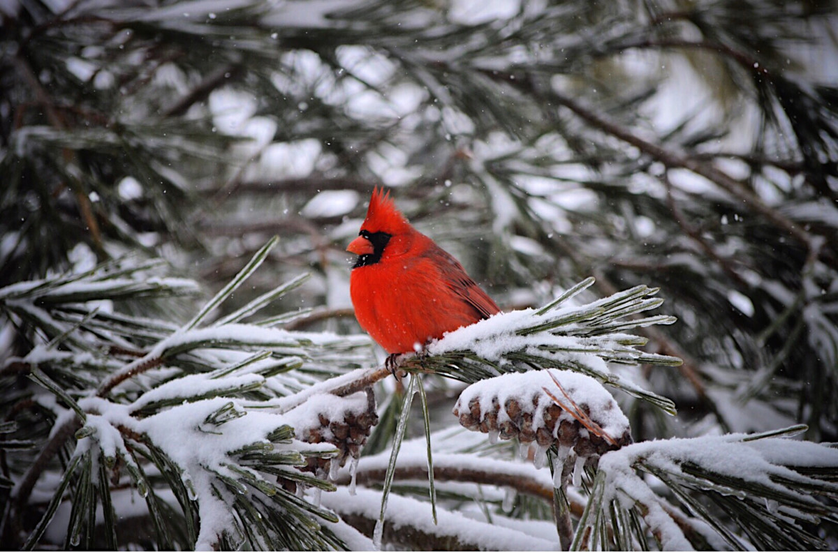 A male cardinal sitting on a snow covered pine branch.