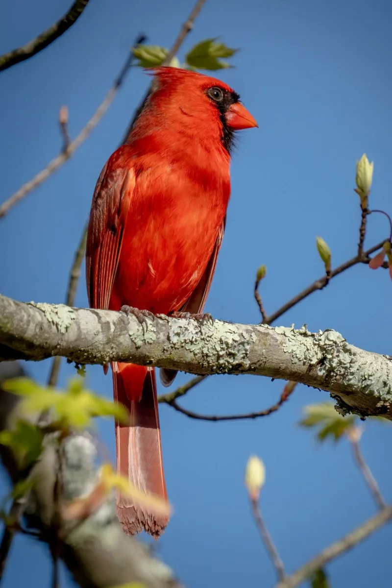 Northern cardinal, male. 