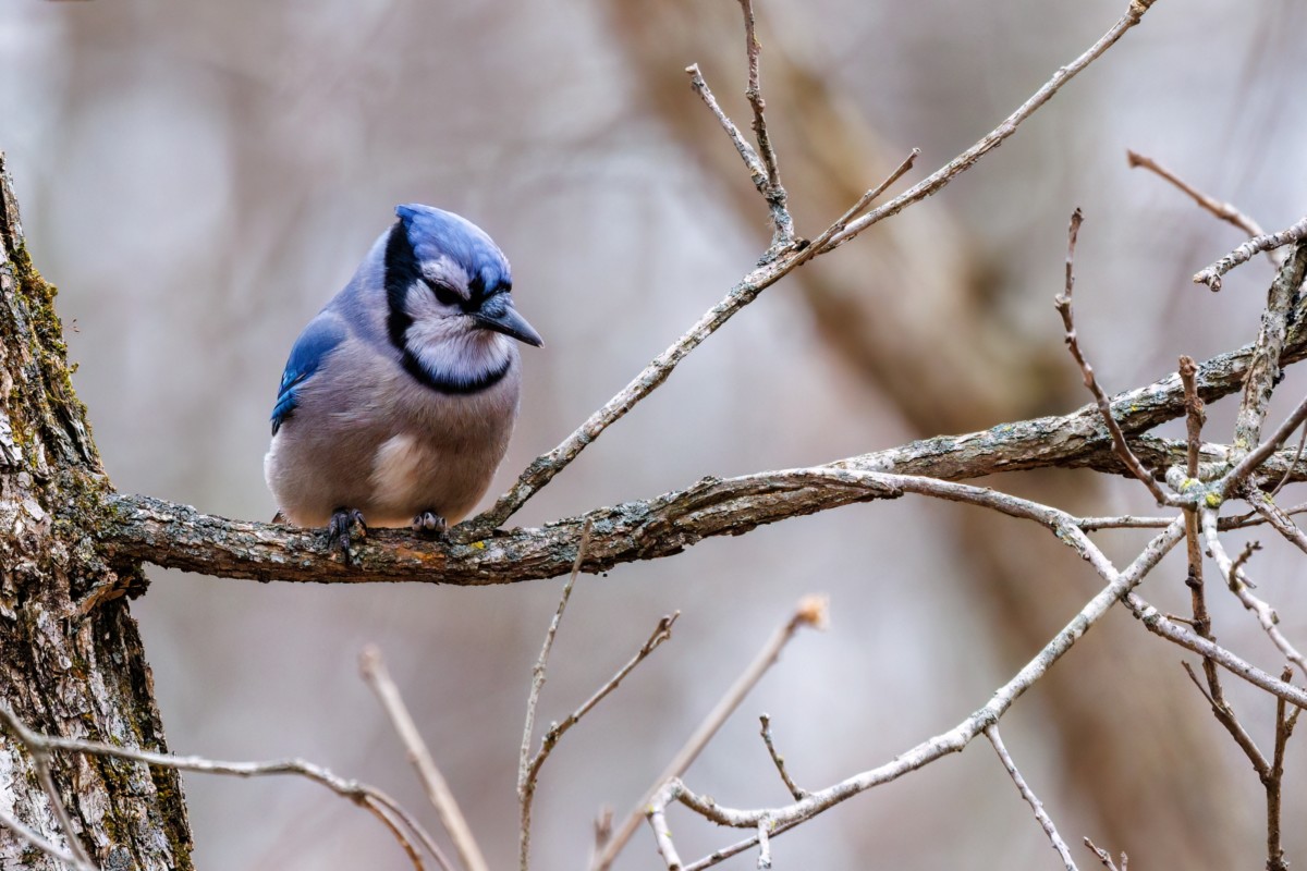 A blue jay sitting in a tree.