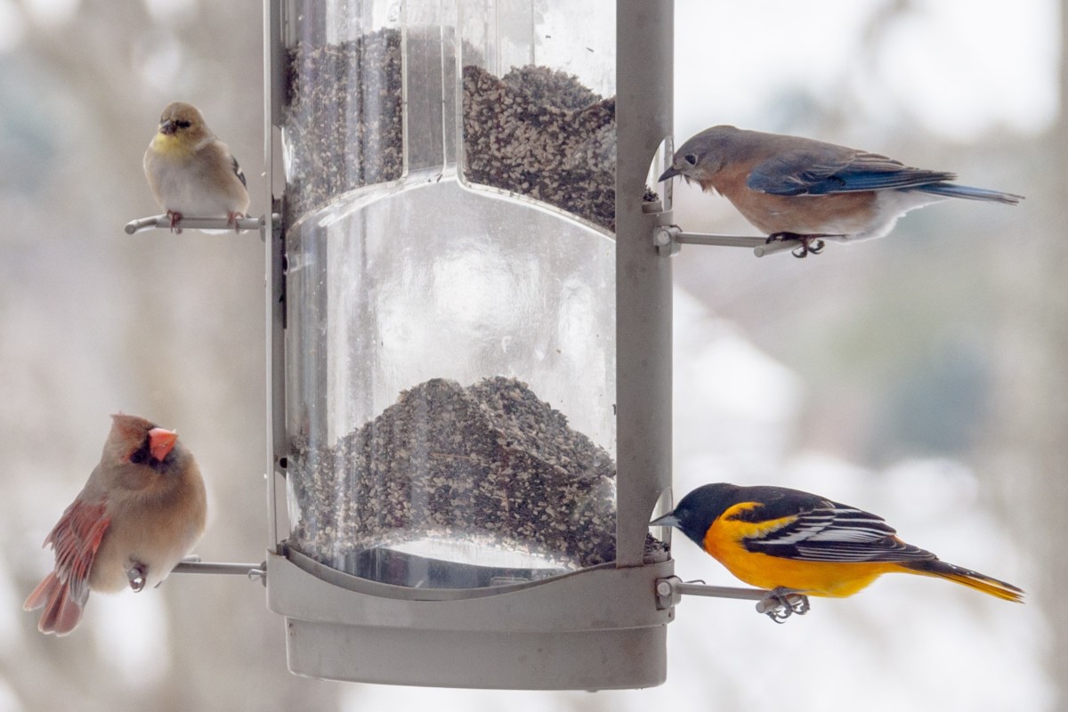 Different species of birds on a feeder.