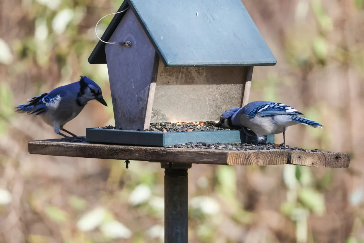 Two blue jays at a feeder.