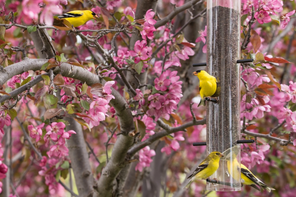 Gold finches eating from a tube feeder.