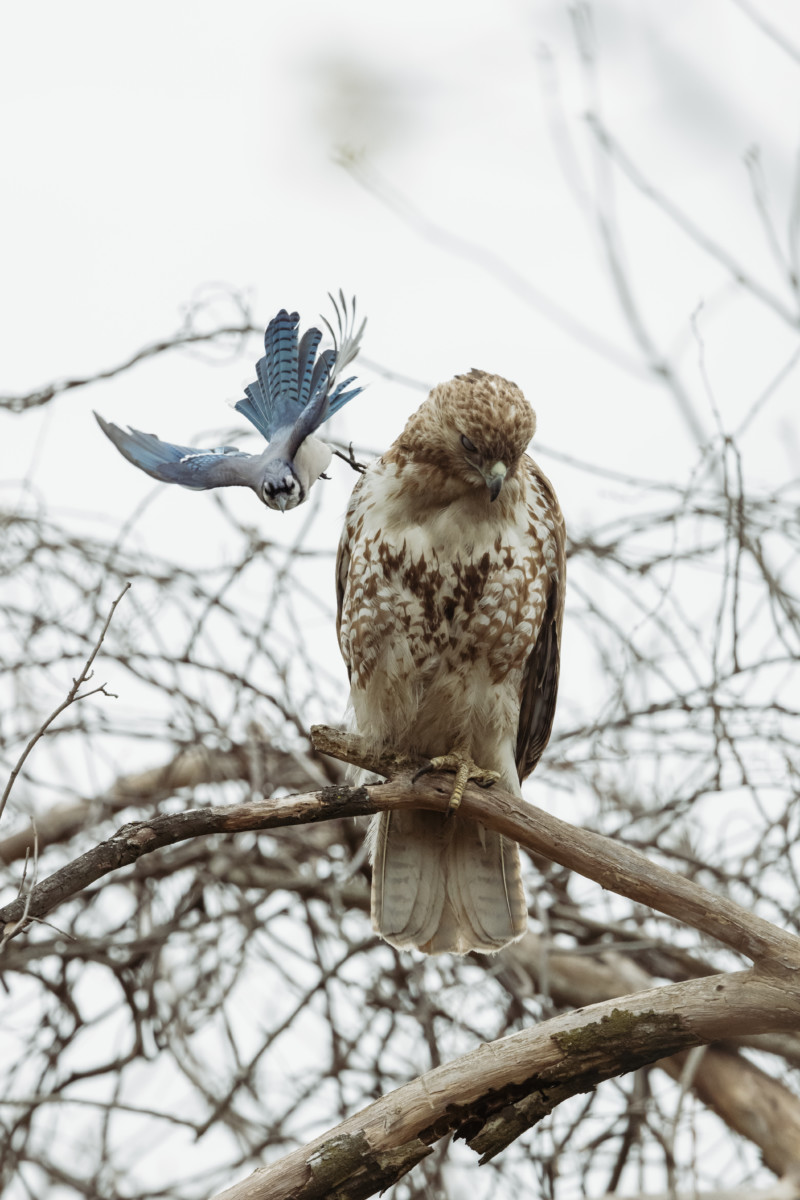 A blue jay harassing a hawk. 