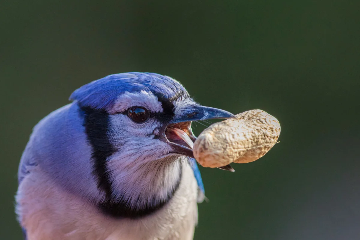 A blue jay with a peanut in it's beak.