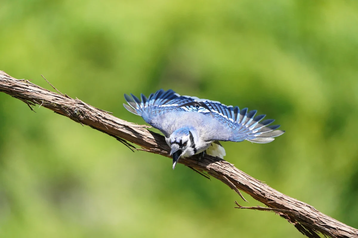 A screaming blue jay getting ready to fly from a tree. 