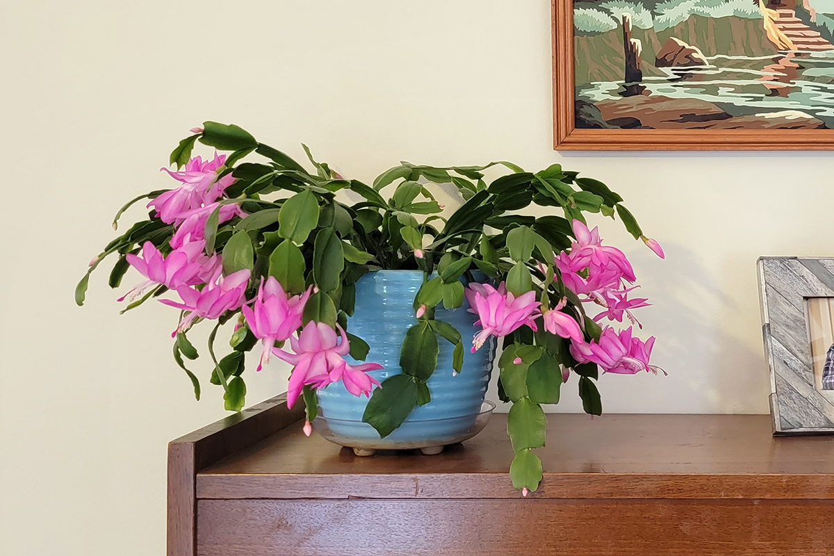 A true Christmas cactus in bloom.