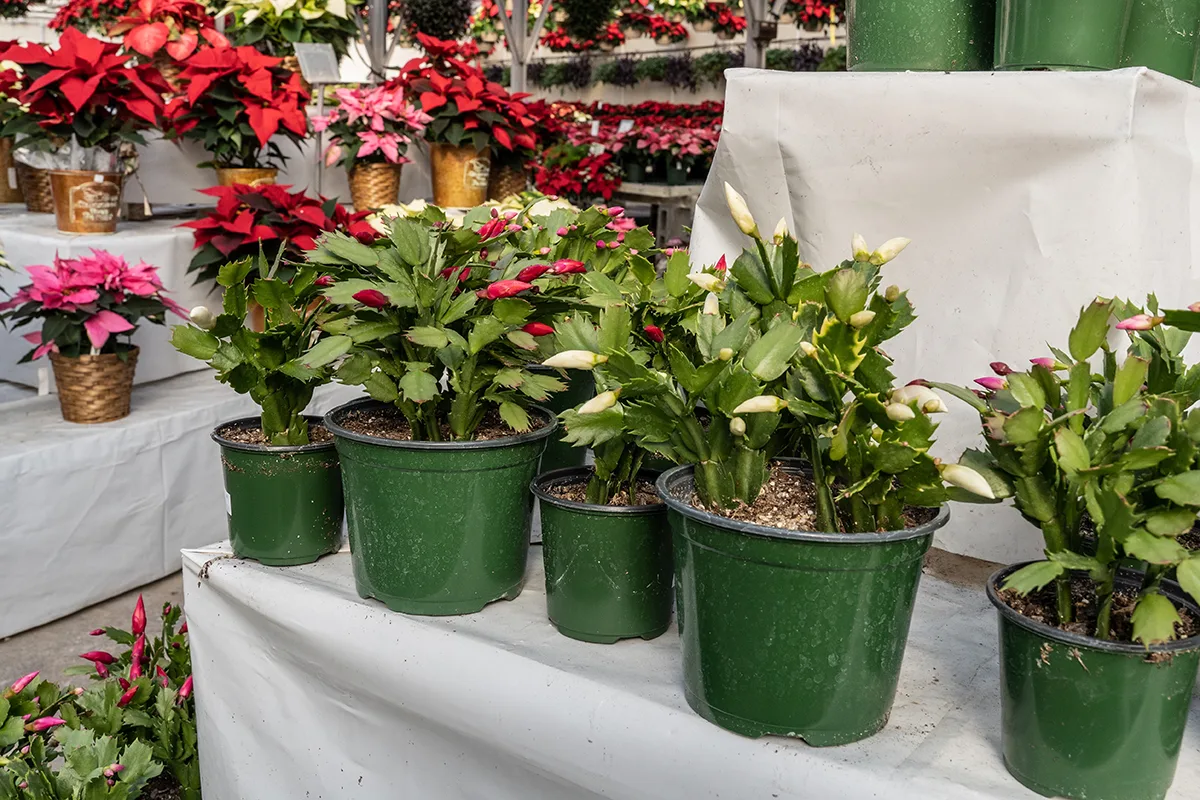 Several Christmas cactus set on display for sale with other holiday plants.