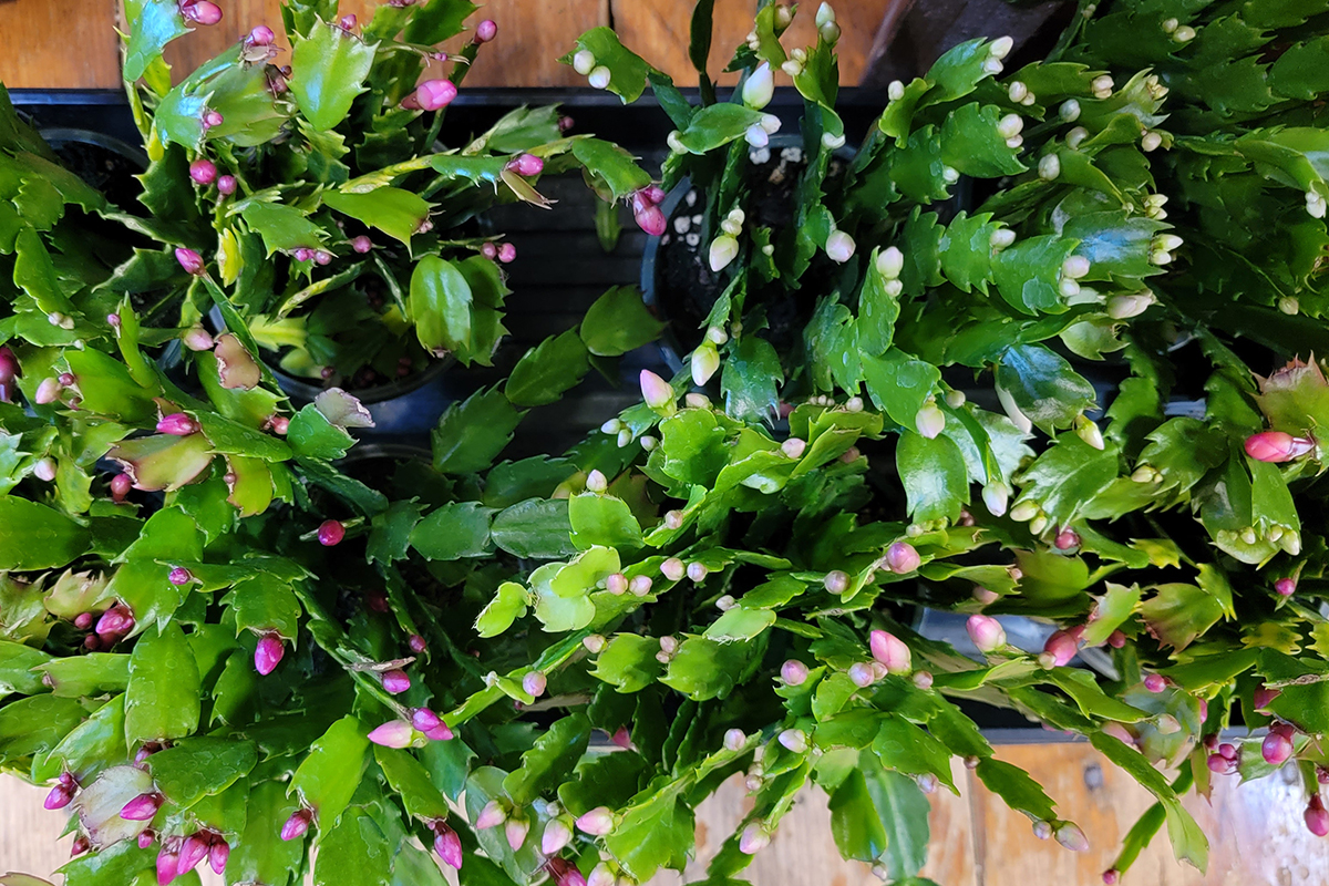 Overhead view of Thanksgiving cactus for sale.