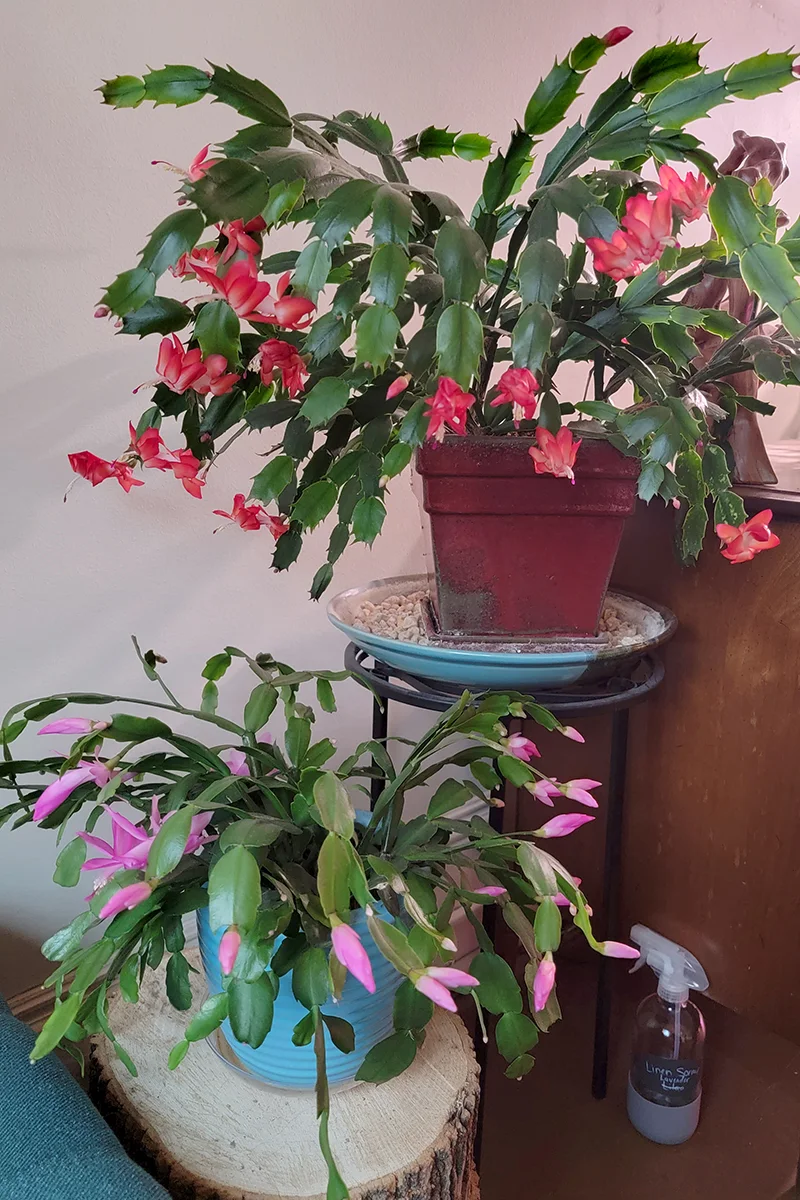 Two holiday cacti on display, a true Christmas cactus and a Thanksgiving cactus.