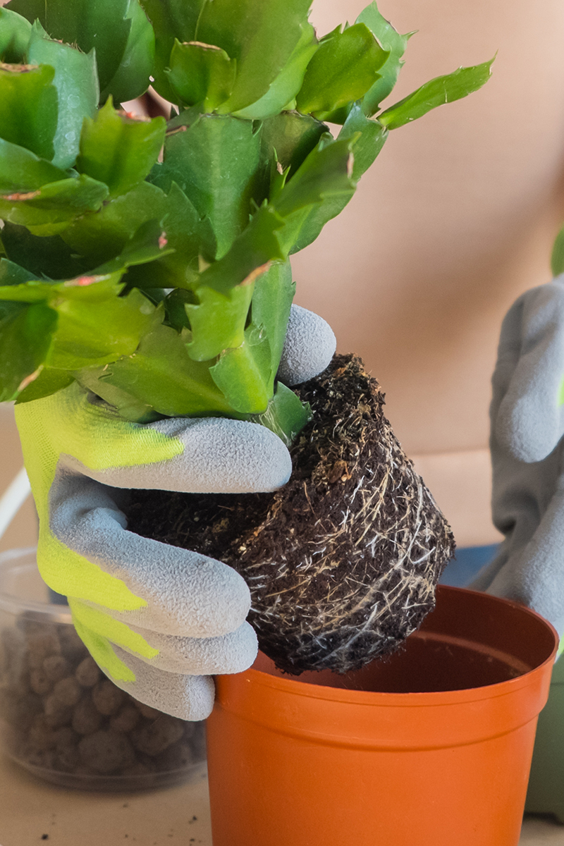 Hands holding a Christmas cactus as they repot it.