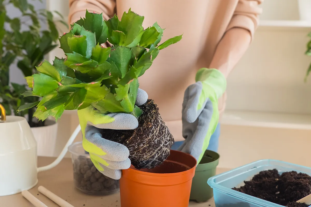  A woman wearing gardening gloves is repotting a small Christmas cactus.