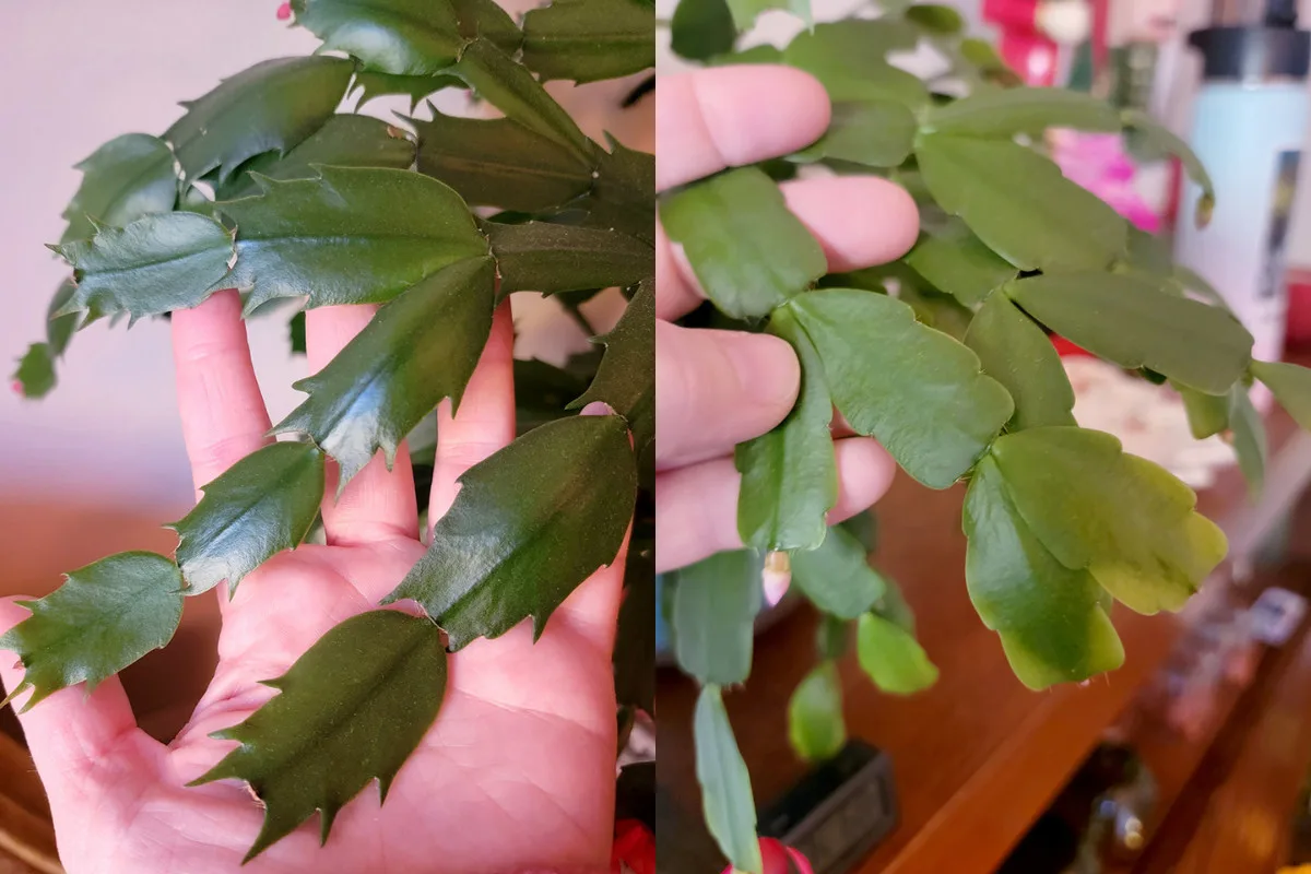 Two photos side-by-side, one showing a Thanksgiving cactus, the other a true Christmas cactus.