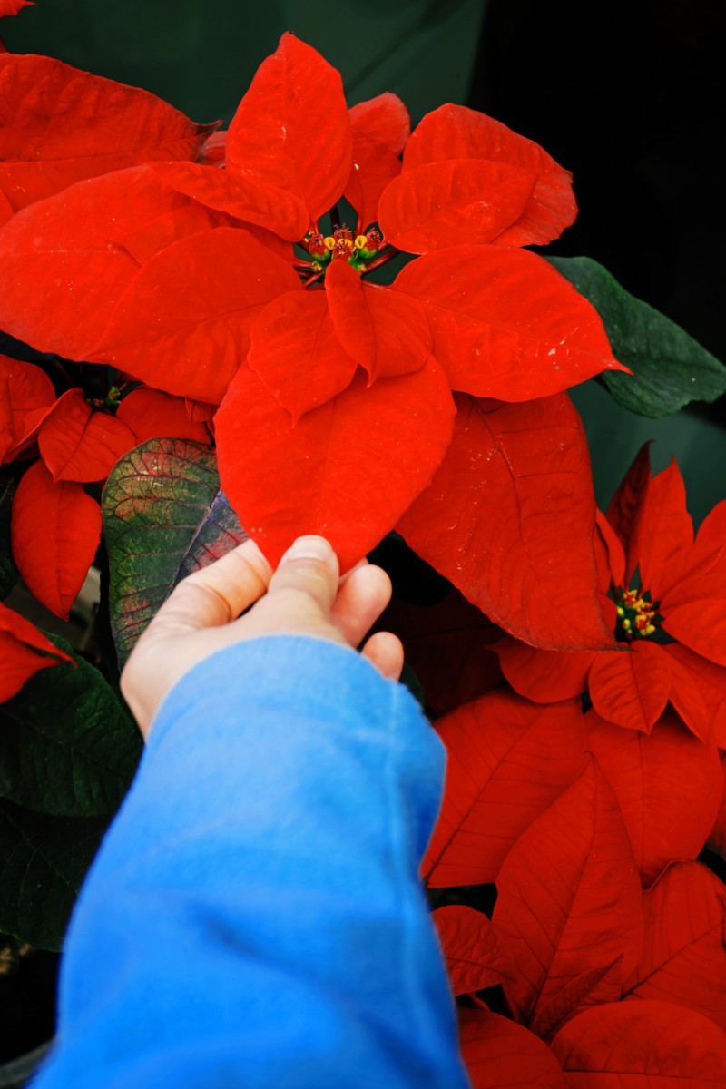 Woman's hand holding a poinsettia leaf.