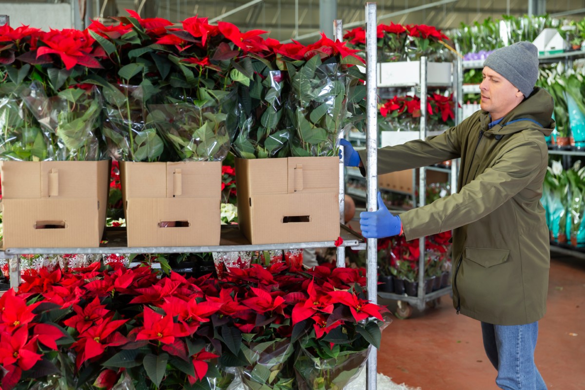 A man pushing a card with boxed poinsettias on it.