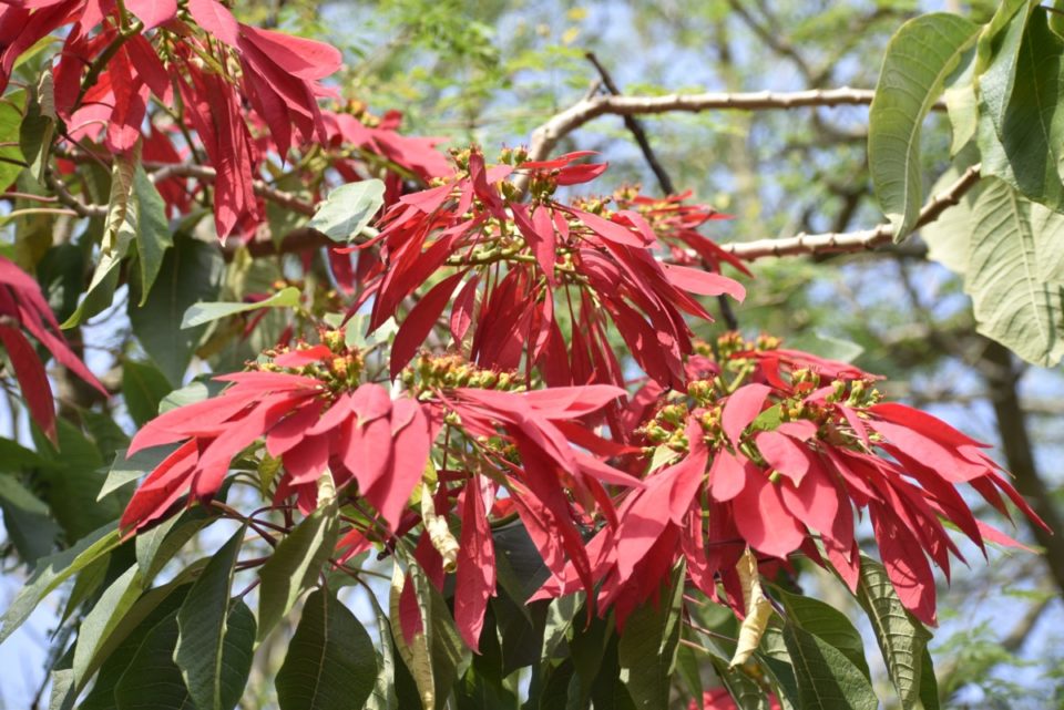 3-ways-stores-ruin-poinsettias-how-to-pick-a-plant-that-will-last