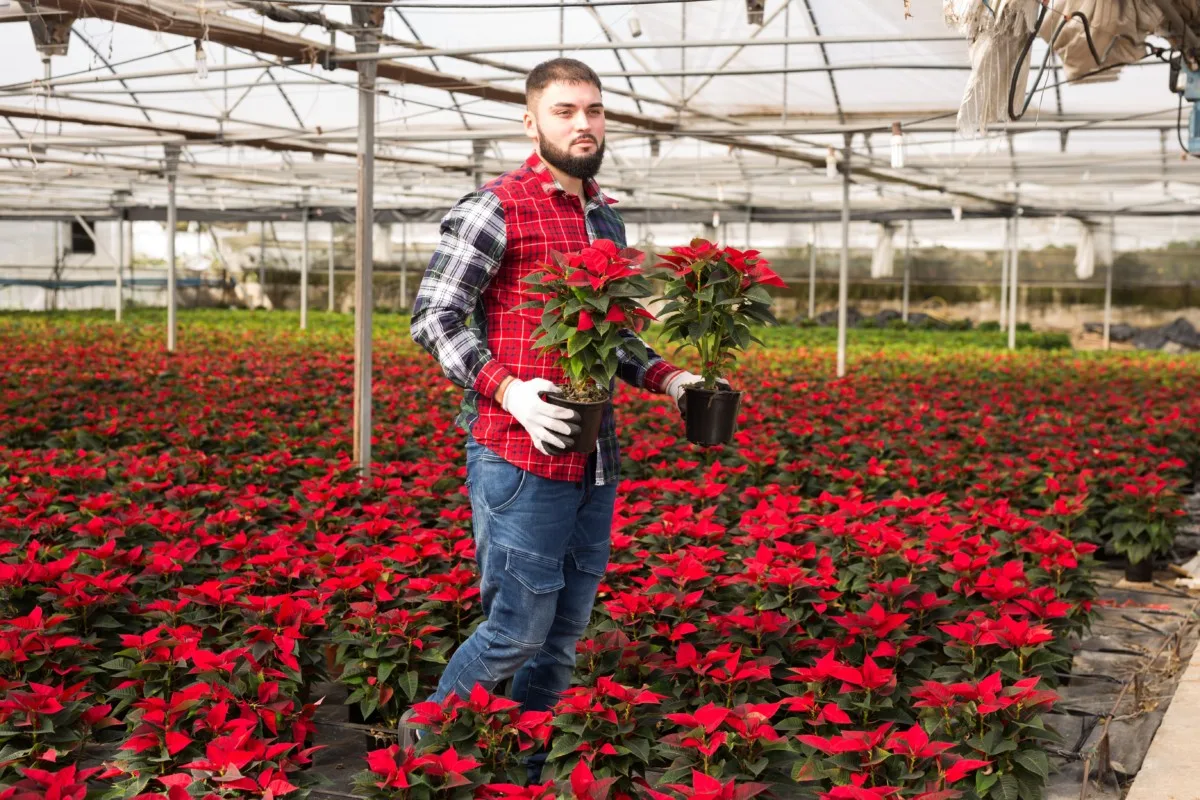 Man holding potted poinsettia in a nursery.