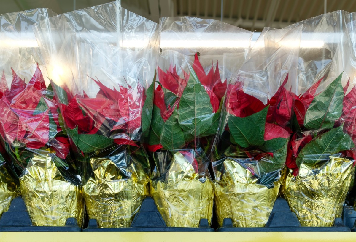 Poinsettia with gold-foil wrapped bottomsn