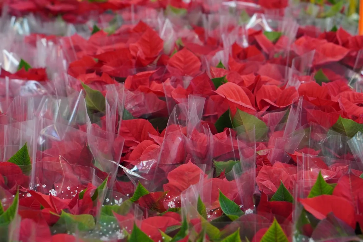 Poinsettias in cellophane wrappers. 