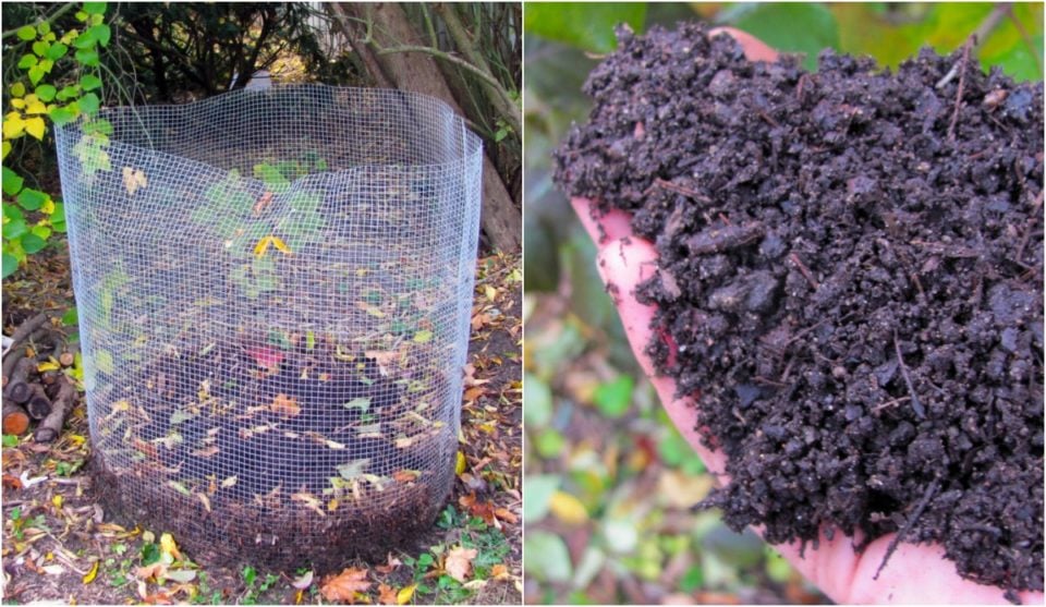 How to Harvest Leaf Mold & 4 Ways to Use It