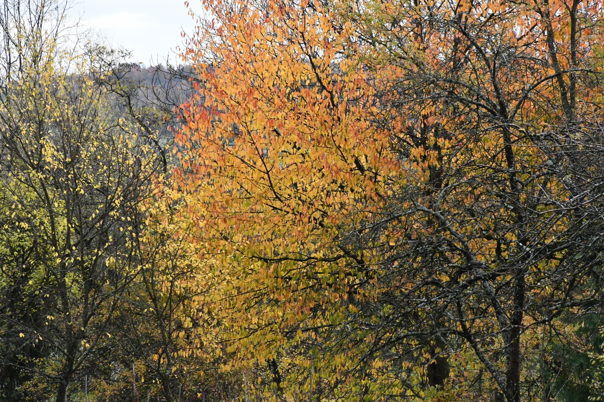 Colorful fall trees.