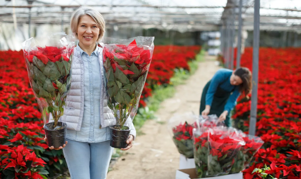 Woman at a garden carrying two wrapped poinsettia plants. 