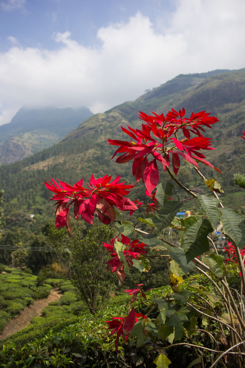 Wild growing poinsettia on the side of a mountain.