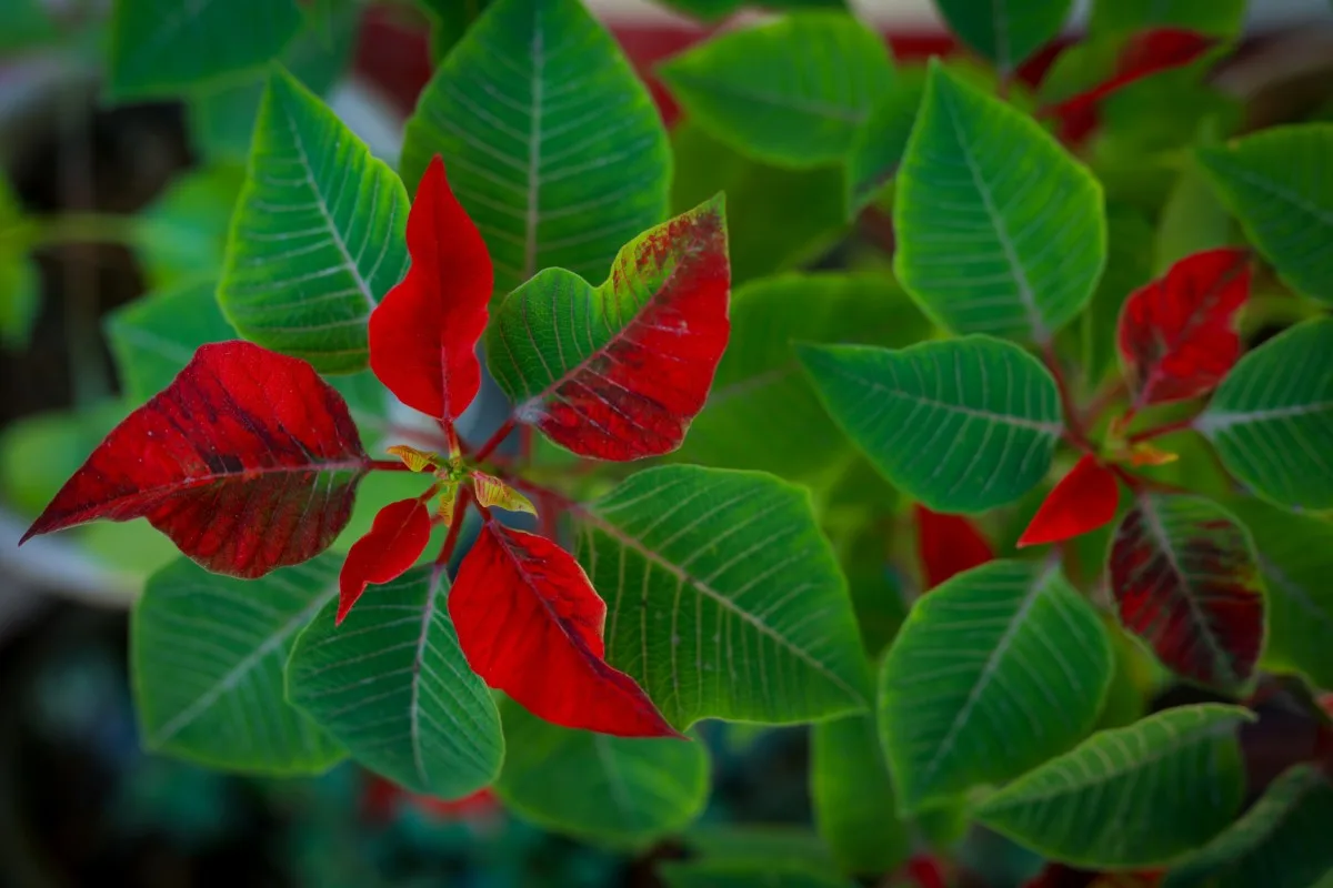 Overhead view of poinsettia bracts beginning to turn red.
