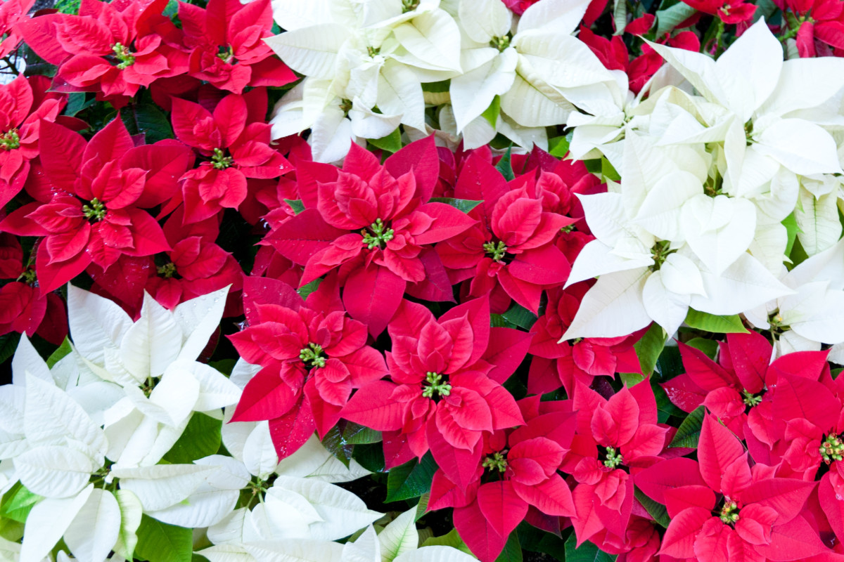 Overhead view of festive red and white poinsettia.
