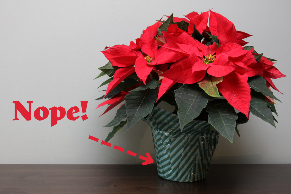 A poinsettia in a plastic nursery sleeve with the word "Nope" and an arrow pointing at the sleeve.