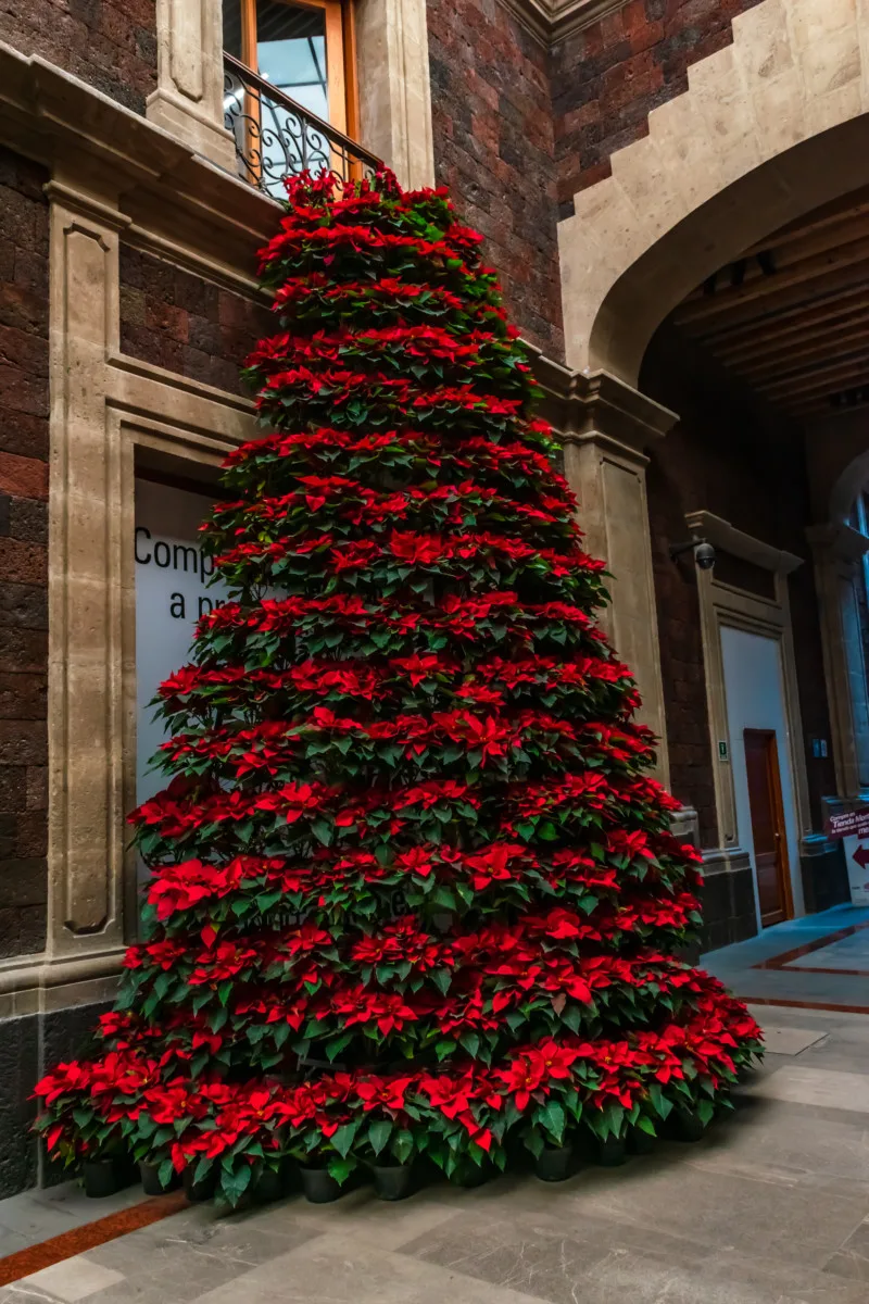A large display of poinsettia in the shape of a Christmas tree outside a building in Mexico City.