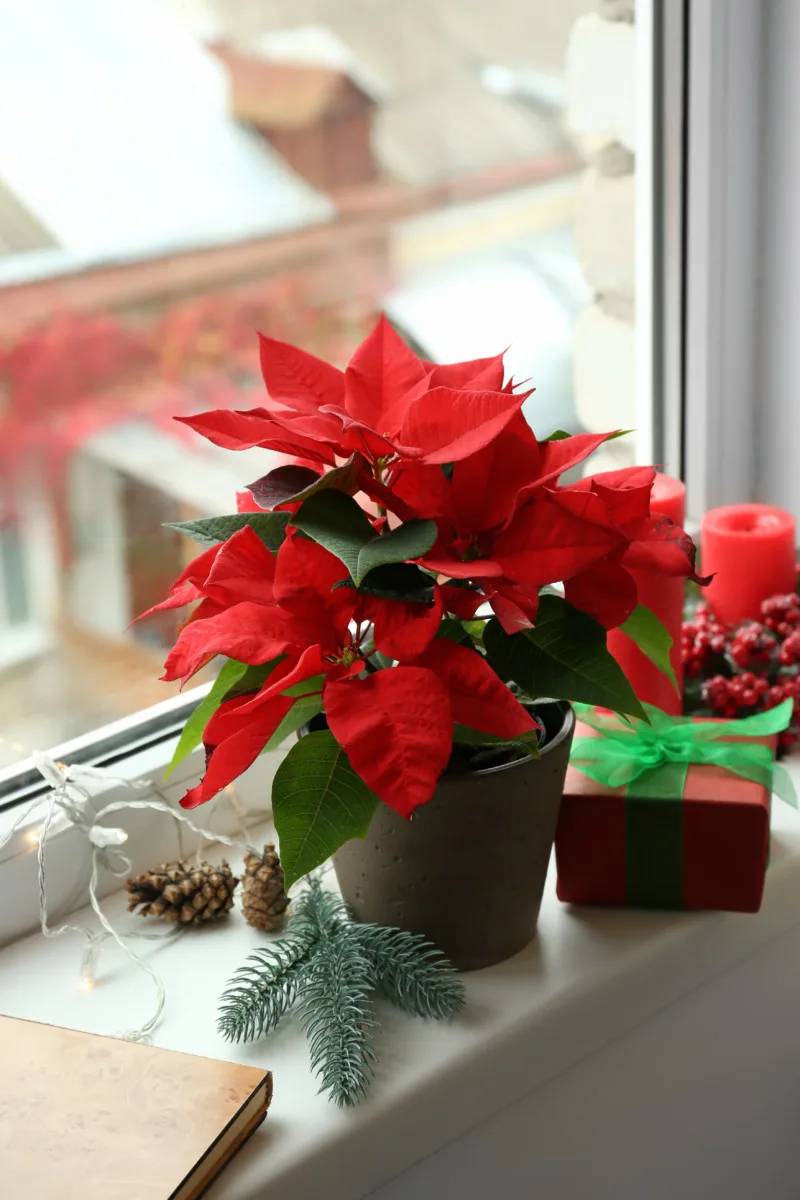 A small potted poinsettia sitting on a windowsill. 