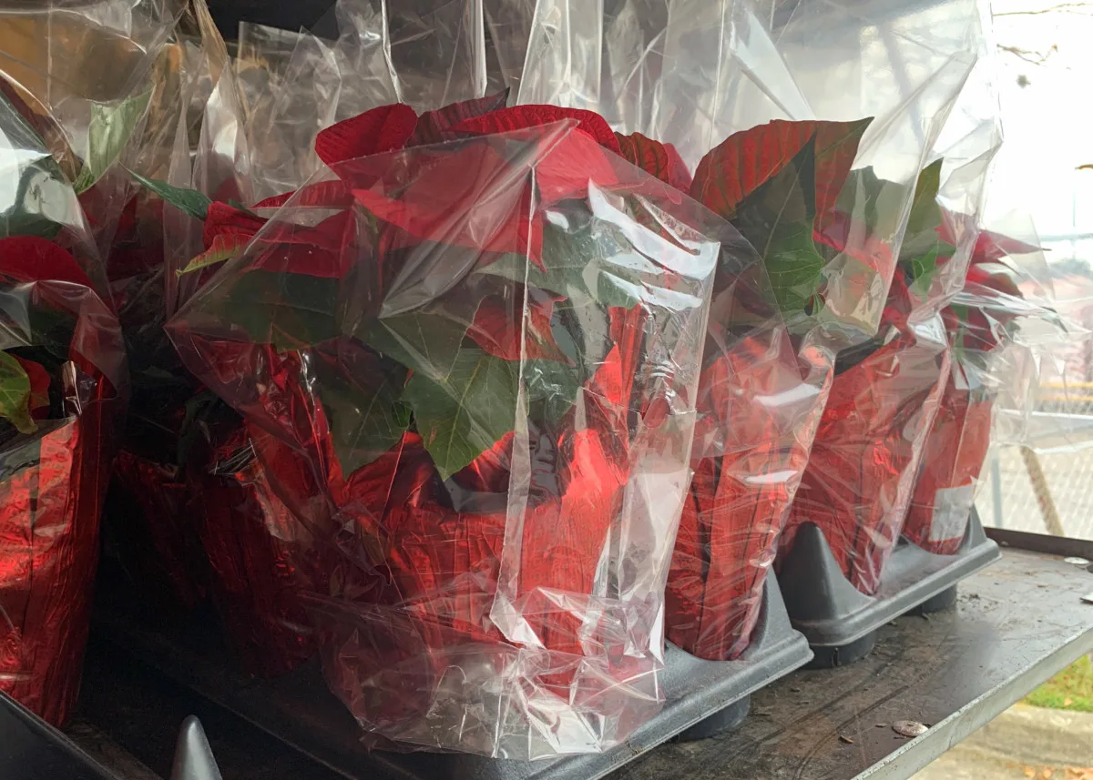 Pallets of wrapped poinsettias, ready for the holiday season.