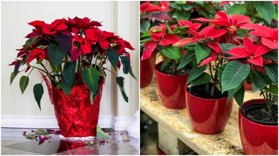 3 Ways Stores Ruin Poinsettias + How to Pick a Plant That Will Last 'Til Christmas