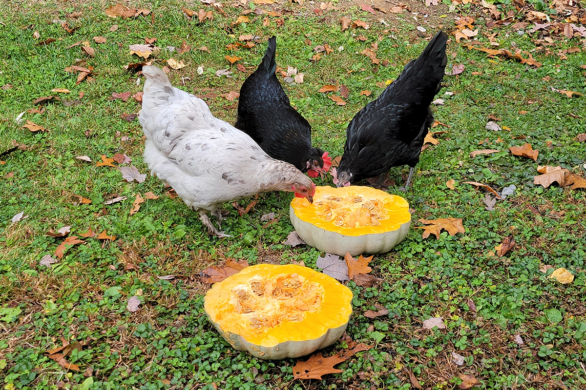 Three chickens eating a pumpkin cut in half. 