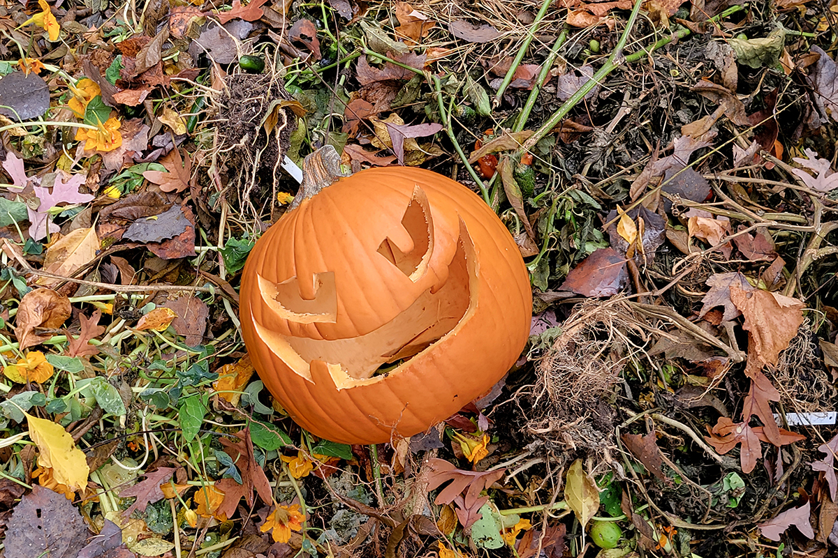 A jack-o-lantern laying on top of a compost heap. 