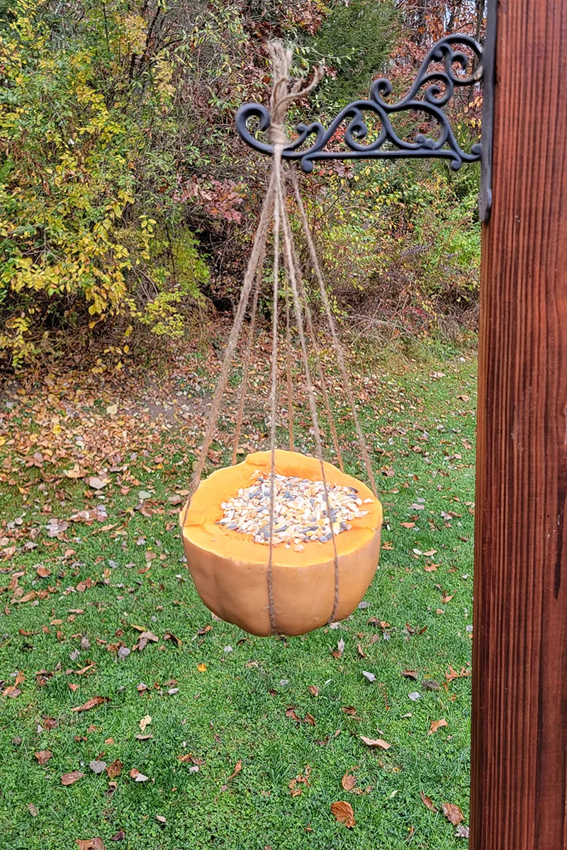 Half of a pumpkin filled with bird seed and hung with twine as a bird feeder. 