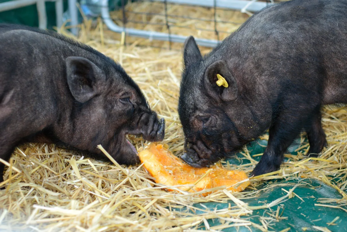 Two small pigs eating a piece of pumpkin. 