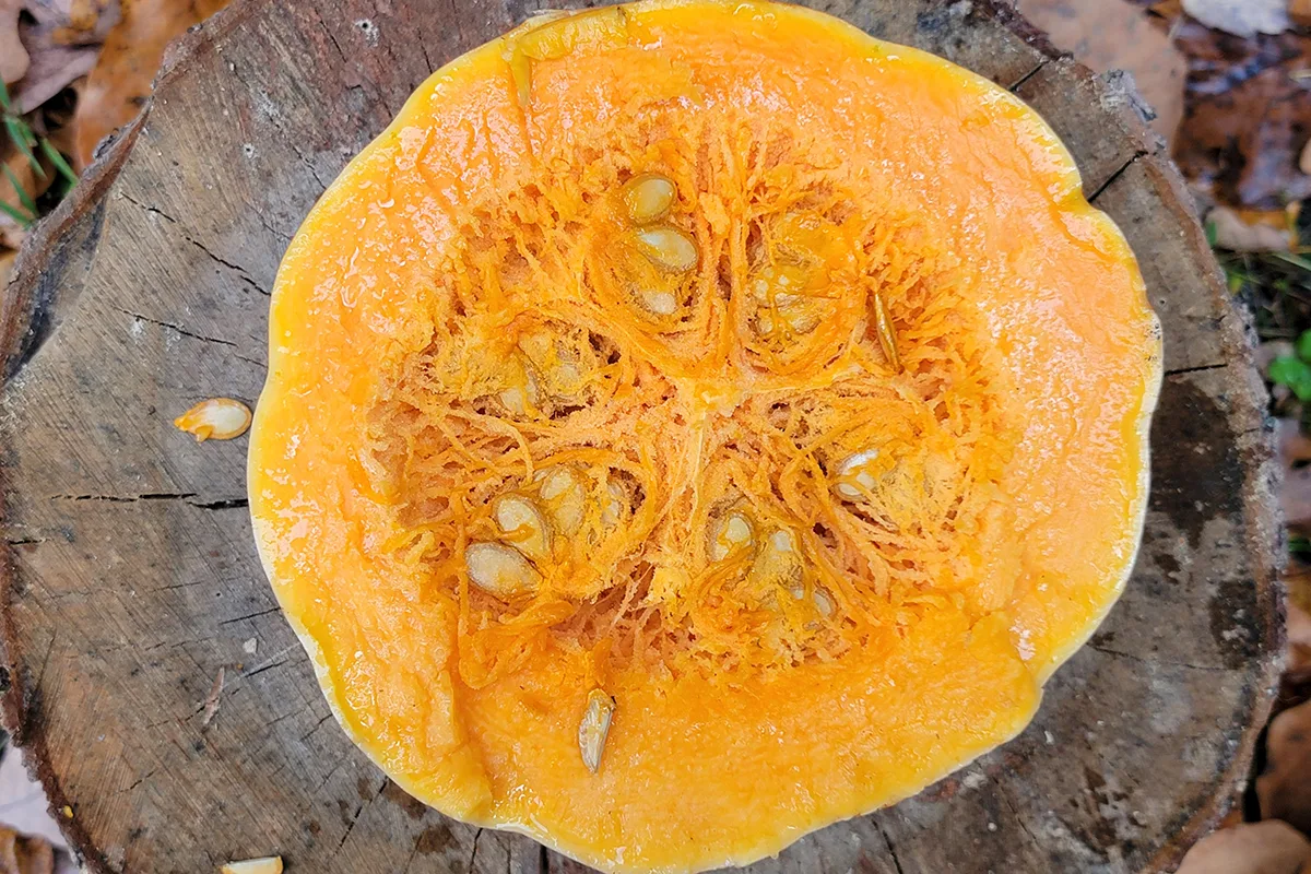 Overhead view of a pumpkin cut in half. 