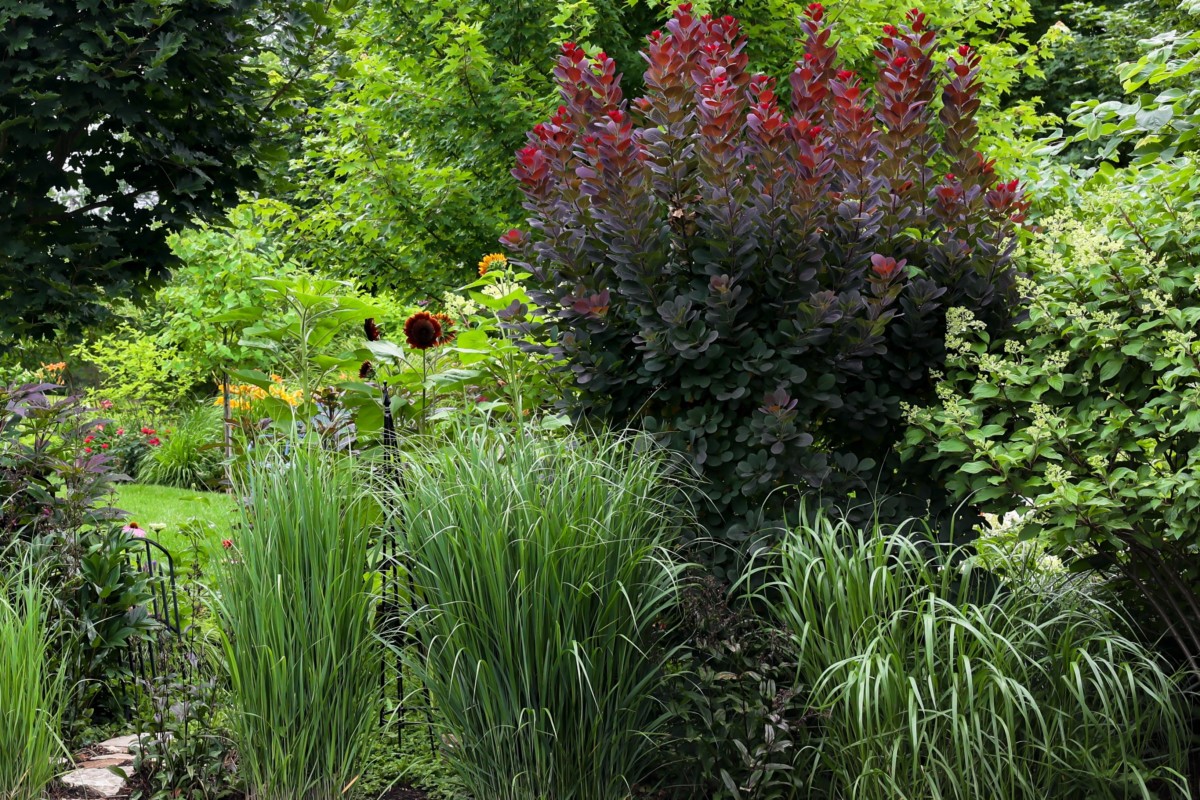 A rain garden made of several different plants grouped together