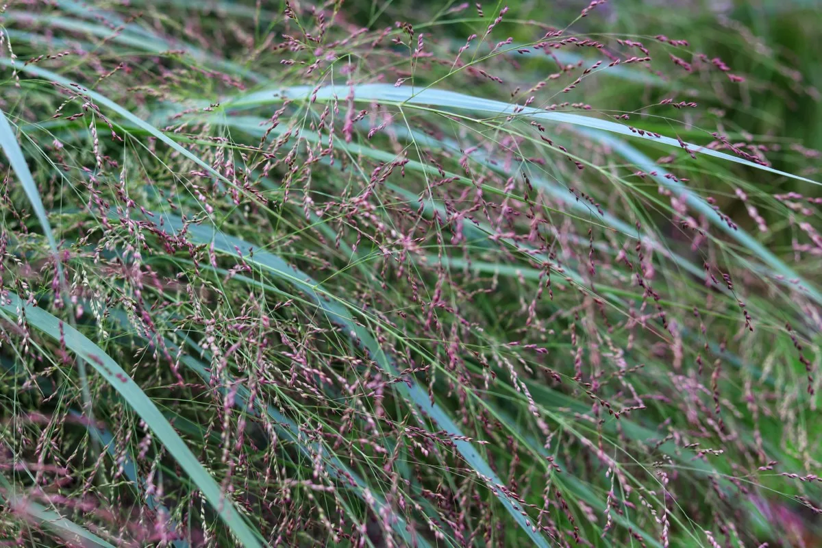 Switchgrass (Panicum virgatum) 